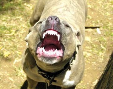 Pitbull