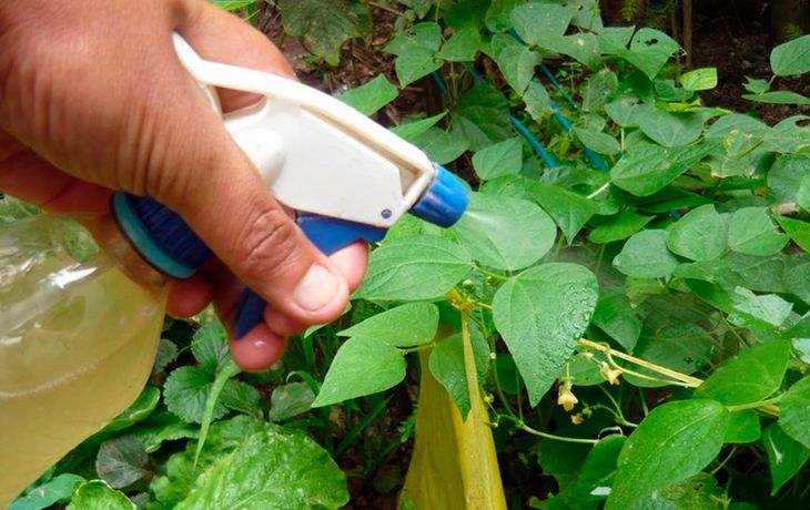 Este truco casero explica cómo hacer un insecticida en simples pasos y con materiales al alcance de la mano.&nbsp;