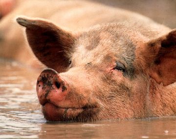 Cadena de restaurantes sólo servirá carne de cerdos felices