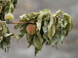 El sector frutihortícola en Uruguay sufre las consecuencias de la sequía con pérdidas de producción y menor calibre en las frutas. El sector frutihortícola en Uruguay sufre las consecuencias de la sequía con pérdidas de producción y menor calibre en las frutas.
