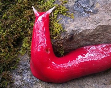 Encuentran una babosa gigante y rosa en Australia