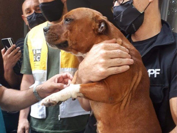 Rescataron a 11 perros de un criadero ilegal: estaban encerrados en jaulas