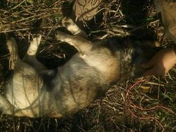 Así fue rescatado el animal atacado cobardemente Así fue rescatado el animal atacado cobardemente