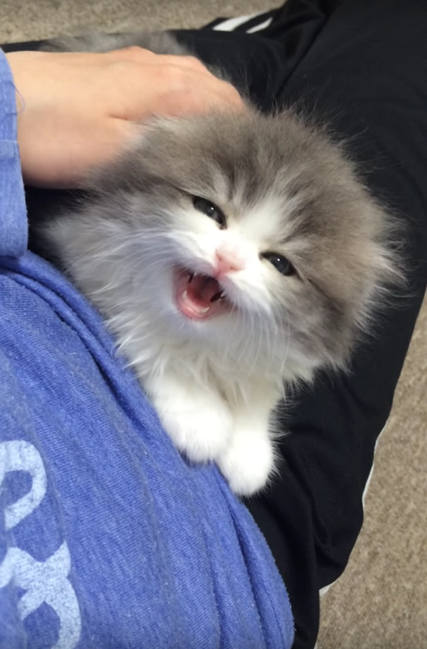 VIDEO: Un pequeño gato chilla en lugar de maullar y es viral en la web