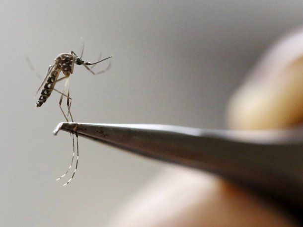 Dengue: por qué es peligrosa la segunda infección
