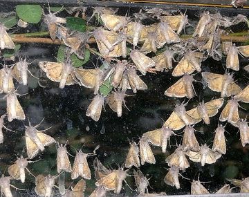 Invasión de polillas: no afecta a la salud