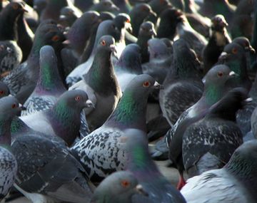 Desmienten el uso de palomas en un plan alimentario infantil