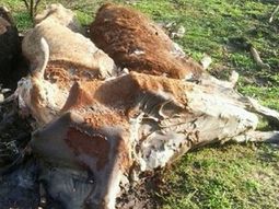 Misterio en Santa Fe por 50 vacas muertas en un campo