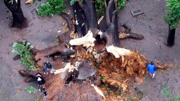 La tormenta derrumbó el ombú de La Plata (Foto: Sebastián Casali)