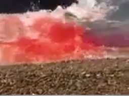 el brutal ataque de dos orcas a un lobo marino el brutal ataque de dos orcas a un lobo marino