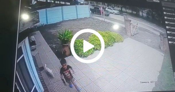 VIDEO: Robaron en un consultorio odontológico y un nene salvó su vida al salir corriendo con su perro