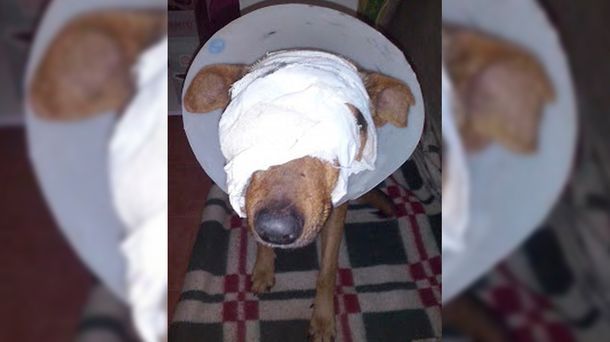 Crueldad extrema: le arrancó un ojo y los testículos a un perro