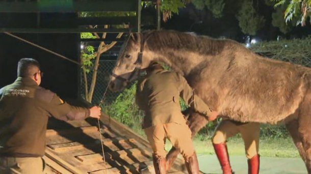 Así rescataron a los caballos que se escaparon de Campo de Mayo y galoparon por Panamericana