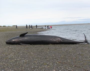 Aparecen 20 orcas muertas en el Estrecho de Magallanes