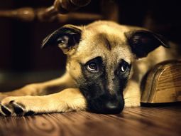 ¿los perros distinguen emociones? ¿los perros distinguen emociones?