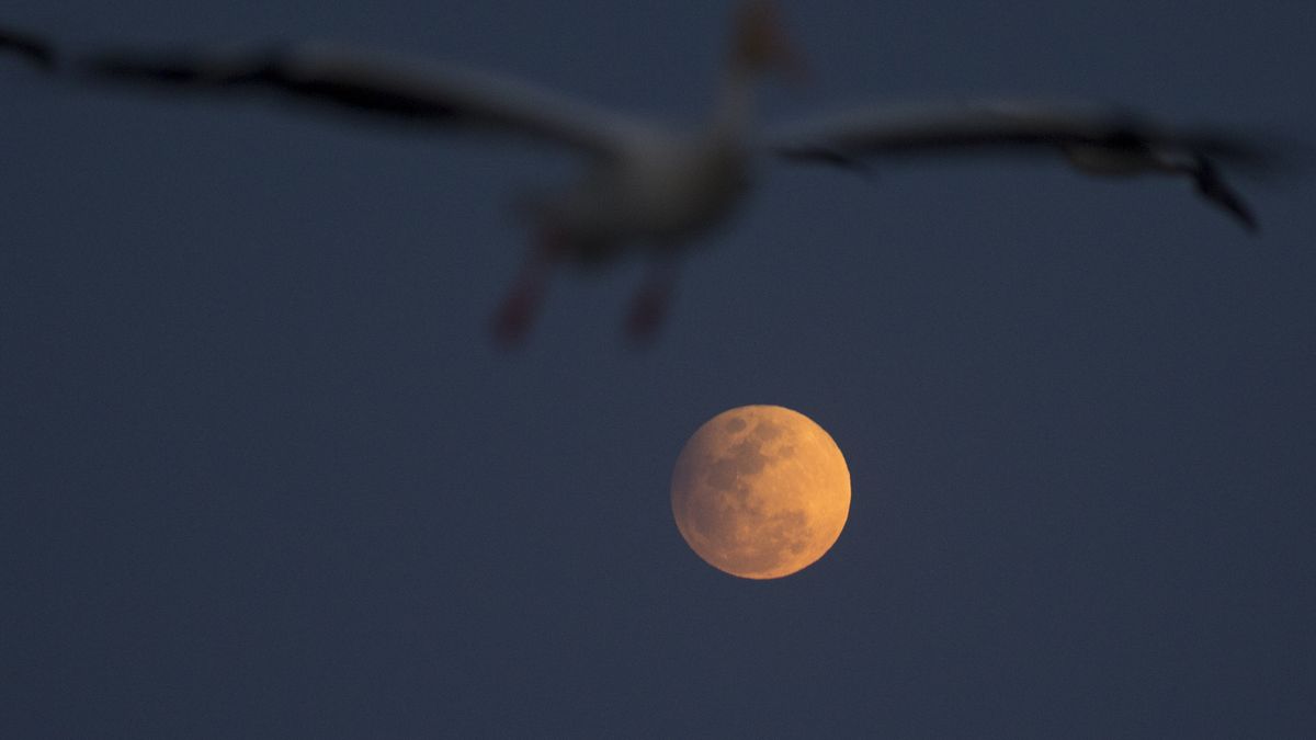Las mejores imágenes del eclipse penumbral de la Luna