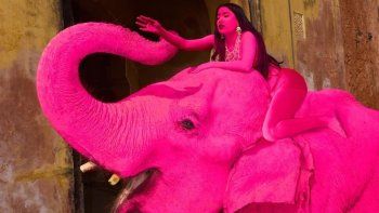 polemica en india: pintaron de rosa a una elefanta para una sesion de fotos y murio
