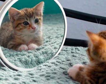 Descubren por qué los gatos se pelean con su reflejo frente al espejo