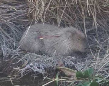 Hallan un carpincho con el cuello atravesado por una flecha: lo atacaron por diversión