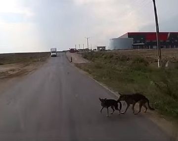 Perro héroe le salva la vida a su amigo