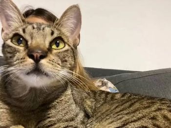 Devolvieron a Orlando, el gato que fue robado por error en La Plata