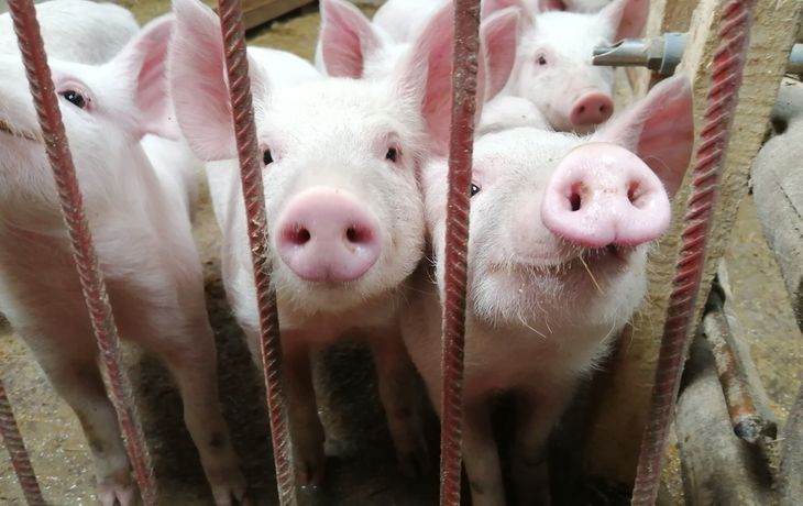 Alerta en Brasil por una nueva gripe porcina que podría convertirse en pandemia