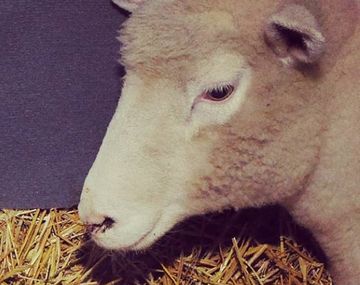Nacieron ovejitas mellizas en La Rural: mirá la tierna fotografía de los bebés