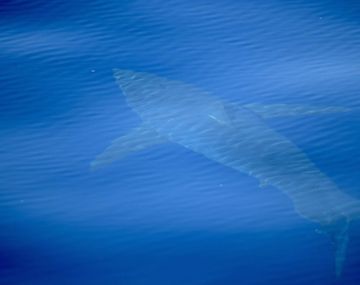 En un avistaje histórico, los investigadores divisaron a un tiburón blanco en las baleares