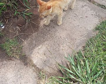 Tiraron un gatito desde una camioneta y una vecina los denunció por Facebook