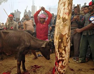 Prohíben en Nepal la matanza de animales en una ceremonia religiosa