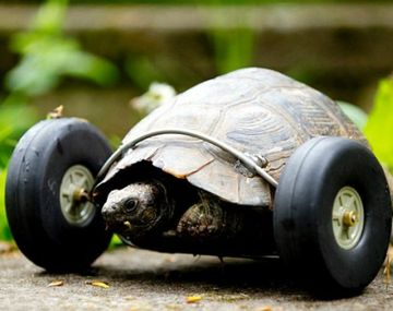 Una tortuga se mueve gracias a unas ruedas
