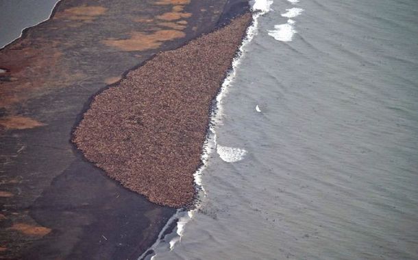 Récord de morsas en la costa de Alaska: mirá la impresionante imagen