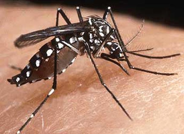 Aedes-aegypti-2