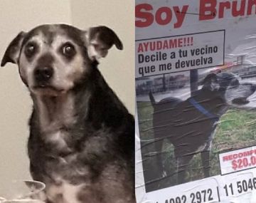 Ofrecen 20 mil pesos de recompensa por encontrar a Bruno