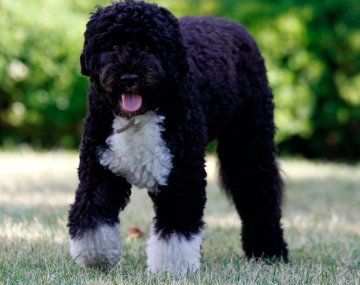 Atropellaron a un perro que vale más de un millón de pesos y se dieron a la fuga