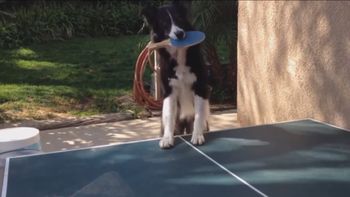 perro despliega su destreza en ping pong perro despliega su destreza en ping pong