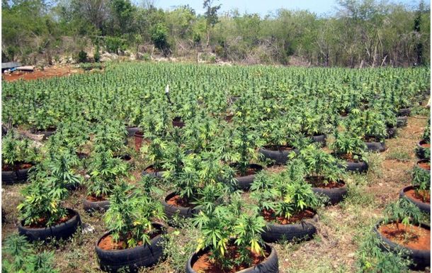 Uruguay prevé plantar marihuana en un predio militar por seguridad