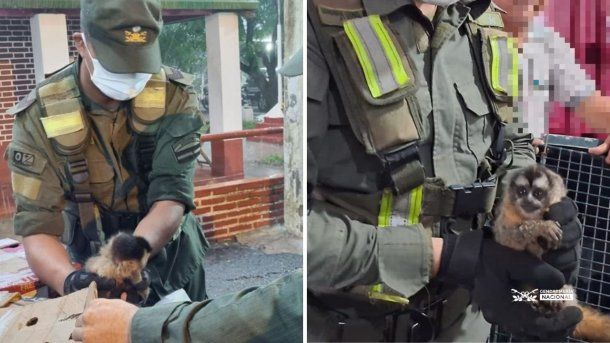 Formosa: detuvieron a una pareja que llevaba cinco monos escondidos en una camioneta