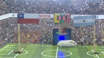 un raton pronostico el resultado de la gran final entre argentina y chile un raton pronostico el resultado de la gran final entre argentina y chile