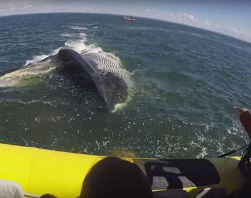 VIDEO: Una ballena casi se traga a un bote lleno de turistas