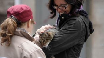 encuentran a otra gata a salvo tras la explosion en rosario encuentran a otra gata a salvo tras la explosion en rosario