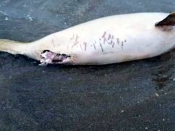 Encontraron muerto a un delfín en las costas de Mar del Plata