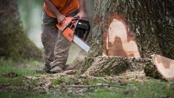 enfurecido, un hombre corto el arbol de un vecino, pero este cayo sobre su casa enfurecido, un hombre corto el arbol de un vecino, pero este cayo sobre su casa