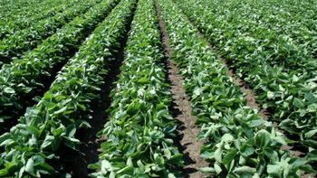 Soja marca nuevo récord de precios Soja marca nuevo récord de precios