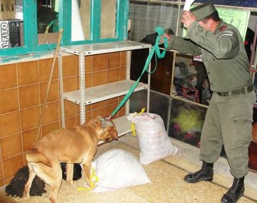 Detectan más de 30 kilos de papas rellenas con cocaína