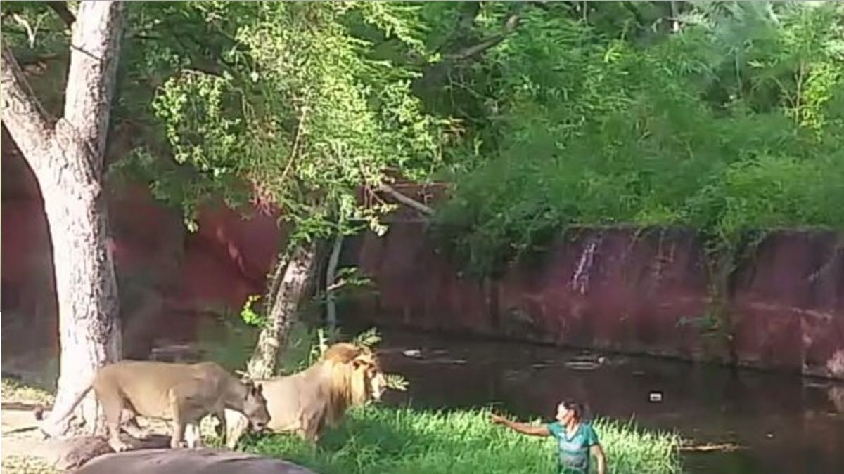 Un borracho saltó a la jaula de los leones y quiso darles la mano: mirá el  video