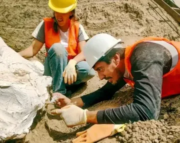 Descubrieron restos de un Perezoso Terrestre Gigante en Mar del Plata