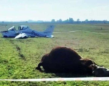 Chivilcoy: un toro murió embestido por una avioneta durante un aterrizaje