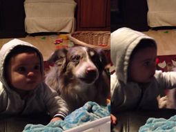un perro aprende a decir mama antes que el bebe de sus duenos un perro aprende a decir mama antes que el bebe de sus duenos