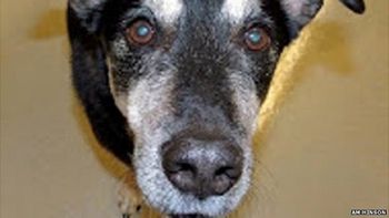 conoce al perro capaz de detectar cancer conoce al perro capaz de detectar cancer